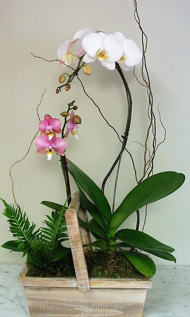 (image for) Watch Over Me Orchid Planter